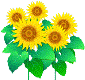 ひまわりイラスト