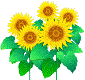 ひまわりイラスト