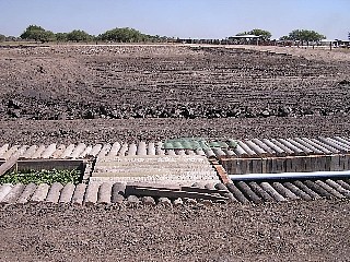 大きな養殖池（手前は観察用の生簀）
