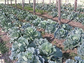 青々と美味しそうなキャベツの畝