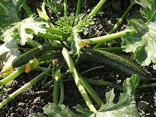 食べごろのズッキーニ