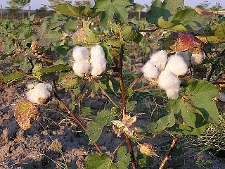 畑の綿は、まばゆい白さです