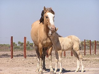 おんまの親子は、仲よしこよし、いつでもいっしょに…