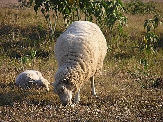 ふかふかの羊毛が暖かそうですね