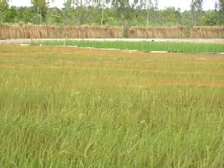 �����F�̈��h���l�b�g�ŕ����Ă��܂�