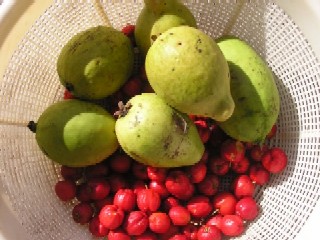 �H�ׂ����������n���Ă��܂�