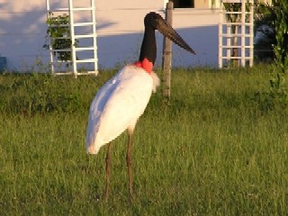 �c���̂悤�ȑ傫�ȑ�