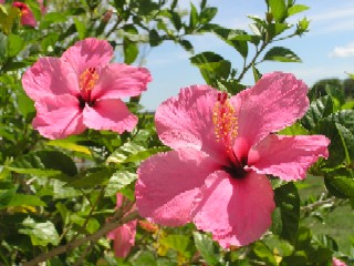 ��ւ̔��Ԃł����������̉Ԃł�