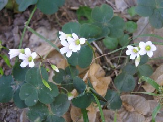 ���Ԃ̃J�^�o�~�B�傫�ȎO�t�͔Z�ΐF�B