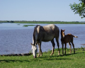 母馬と子馬