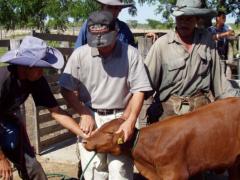 子牛のナンバリング