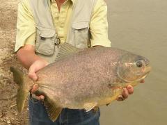 パクー天然もの成魚