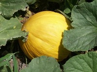 農業試験場のページへ