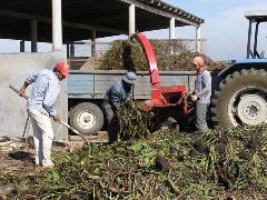 ホテイアオイを細かく切り刻む