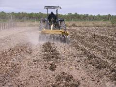 ホテイアオイを施す