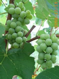ぶどう