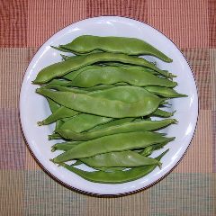 インゲンの収穫