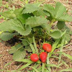イチゴ