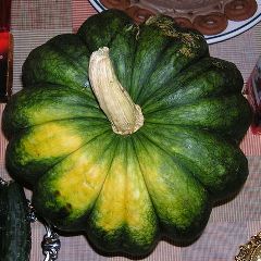 カボチャの収穫