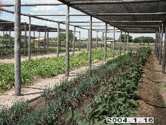 寒冷紗の下での野菜栽培