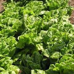 レタス