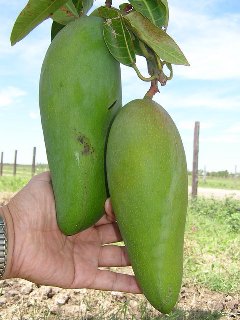 さらに大型のマンゴー