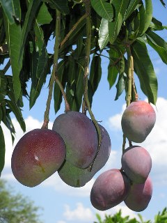 大型のマンゴー