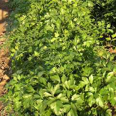 オランダミツバ