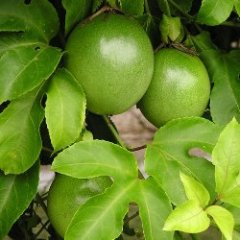 パッションフルーツ