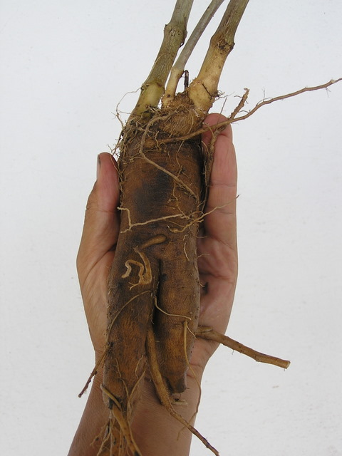 パフィア･パニクラータ