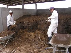 ホテイアオイから優れた堆肥が