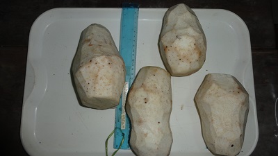 皮をむいたタロイモが美味しそう