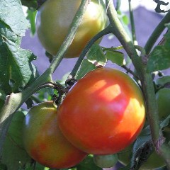 トマト