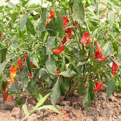 トウガラシ