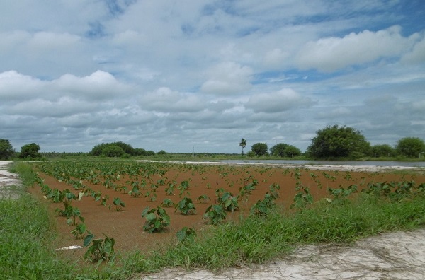 浮き草を利用した、タロイモの水耕栽培