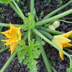 ズッキーニの花