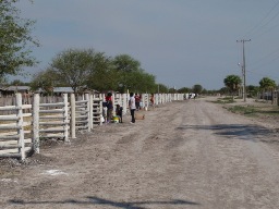 幼い苗木を守る保護柵