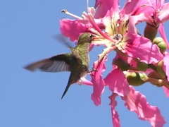 アオムネヒメエメラルドハチドリ