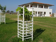 苗木を牛馬から保護する柵