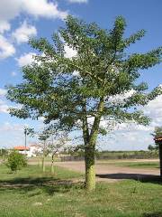 若いパロボラーチョ