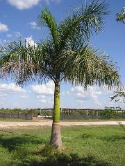 若いダイオウヤシ